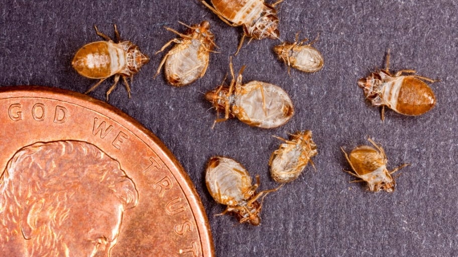 Size of bed bugs