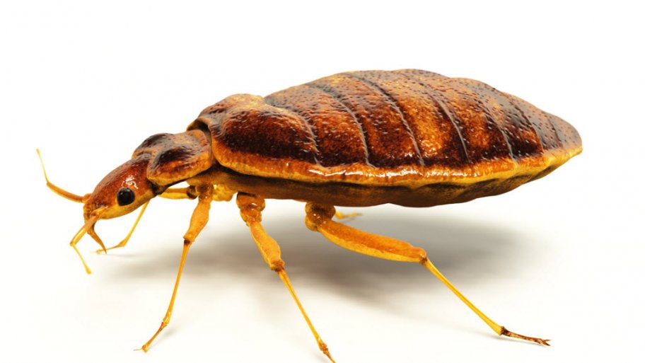 Bed bugs