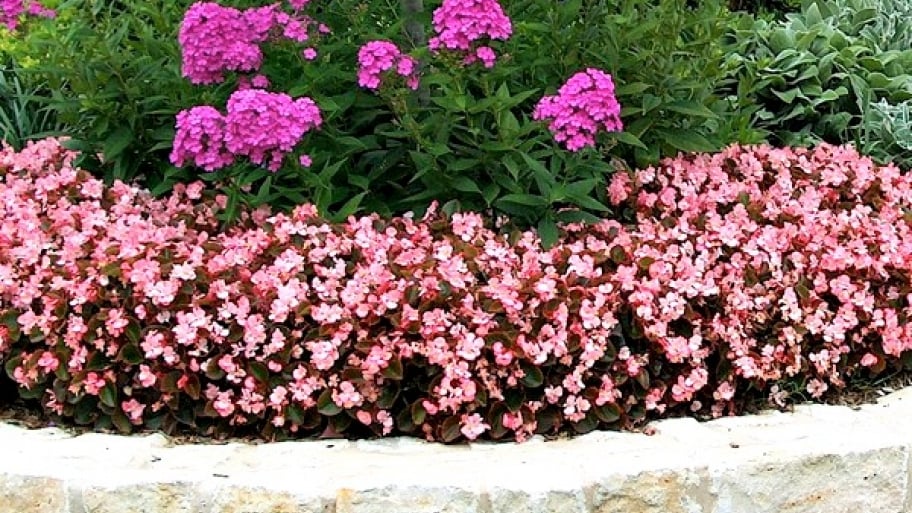 bed of begonias