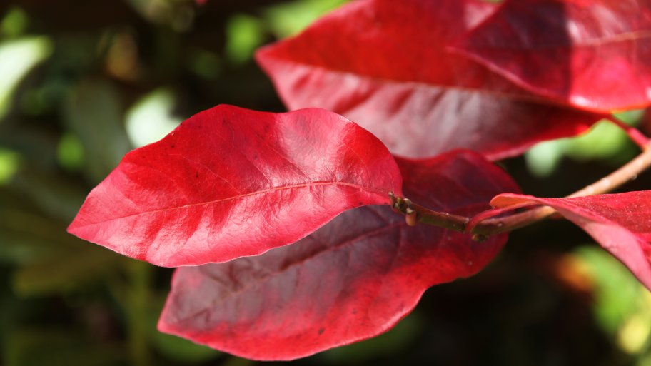 tupelo tree leaf
