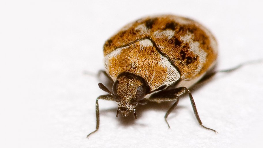 carpet beetle