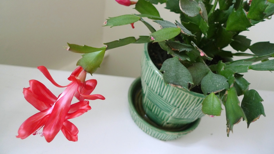 Christmas cactus