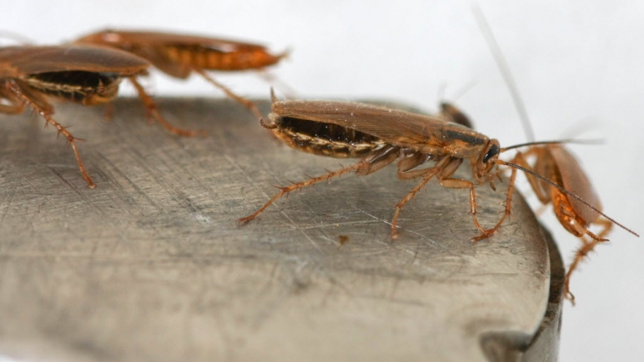 close-up of cockroaches