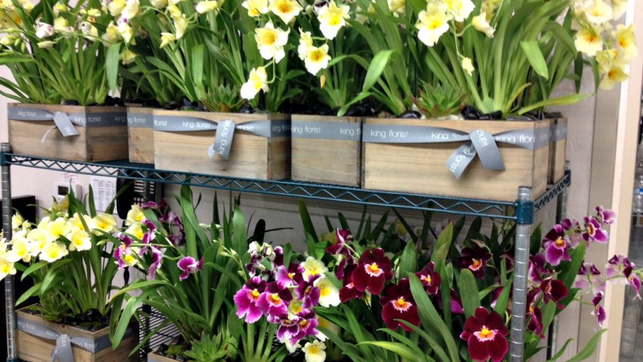 Pansy orchids