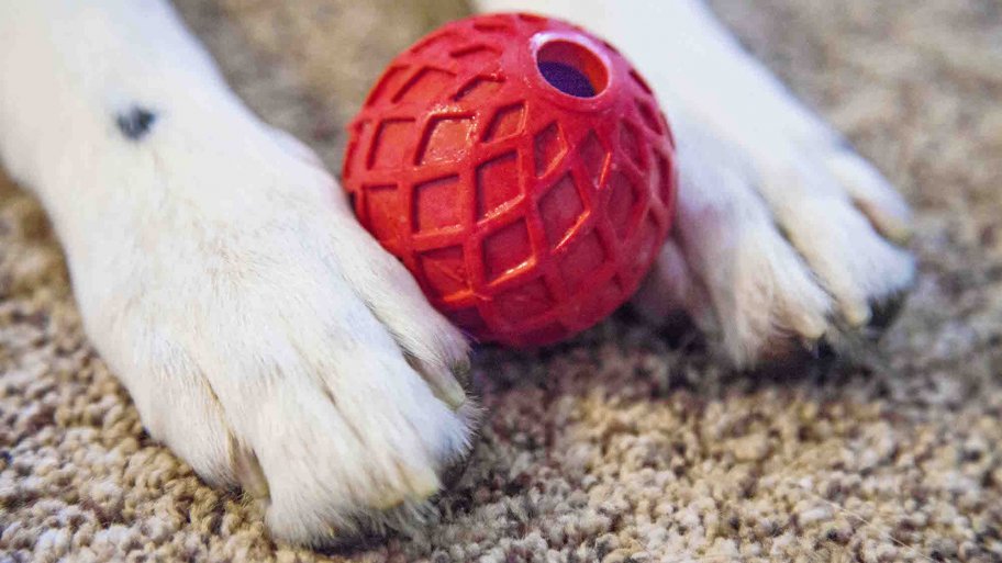 dog playing with ball