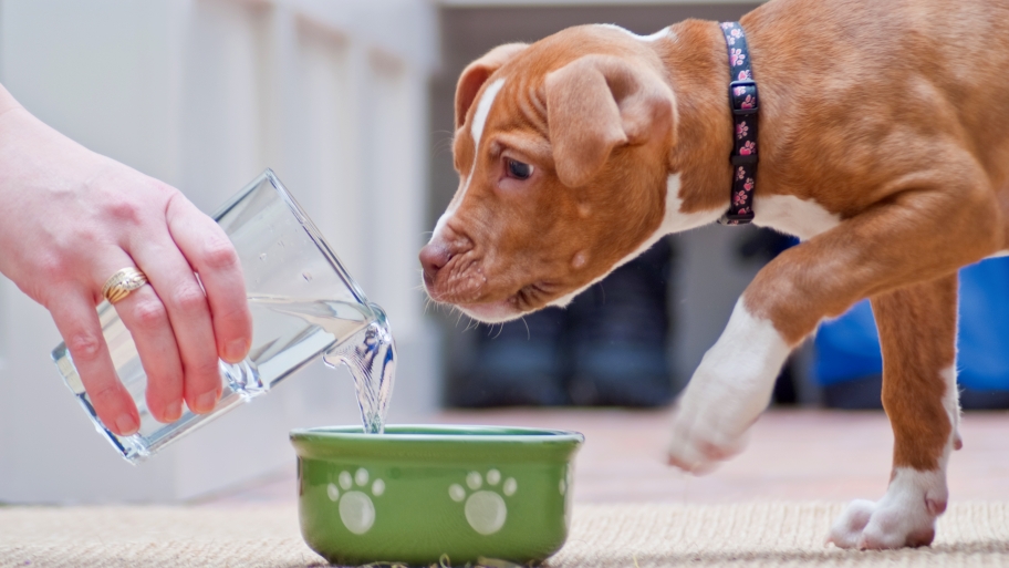 dog drinking water