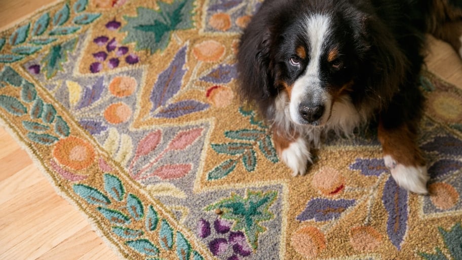 dog sitting on a rug