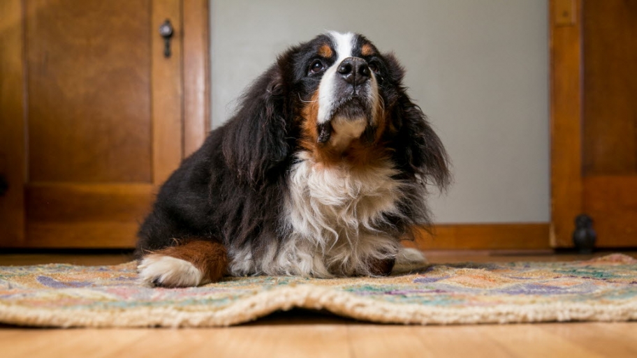 a furry dog sitting on a rug