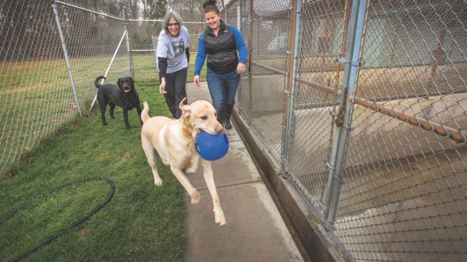 8 Questions to Ask Dog Kennels Before Boarding Angi