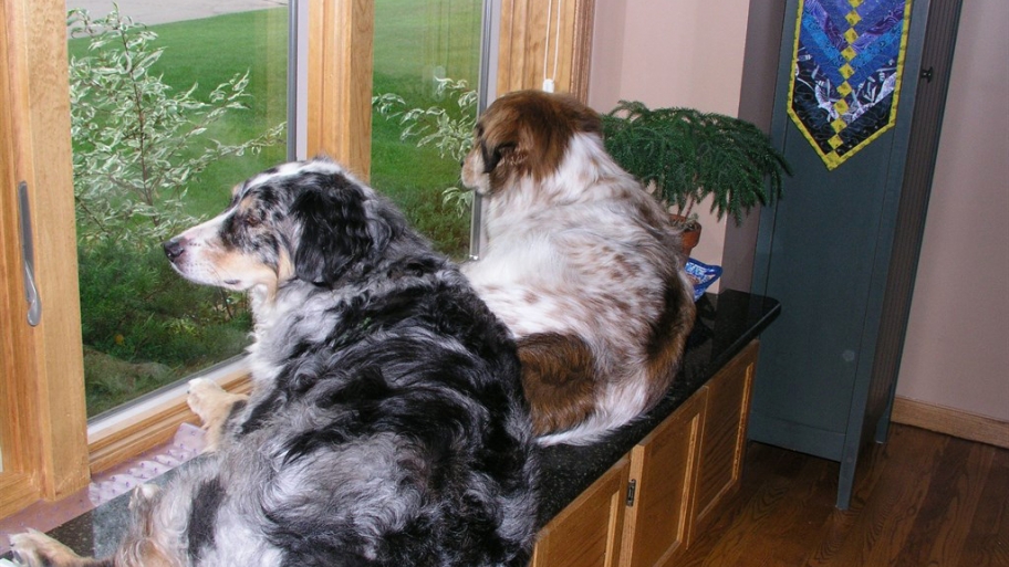 dogs on window sill