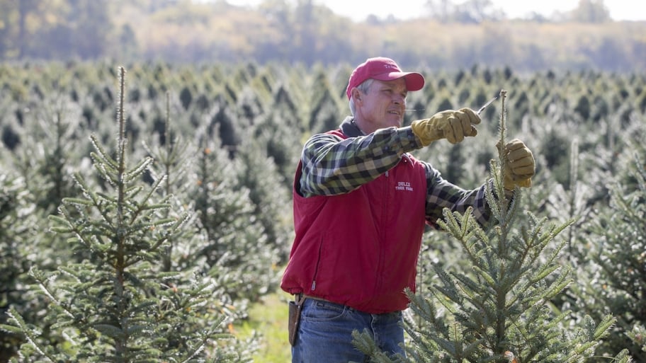 tom dull with christmas tree