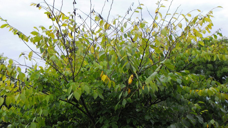 tree with dutch elm disease