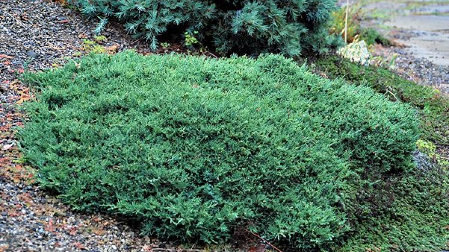 dwarf juniper plant