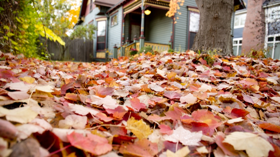 fall leaves next to a house