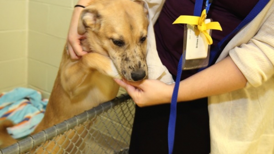 dog at the Humane Society of Indianapolis