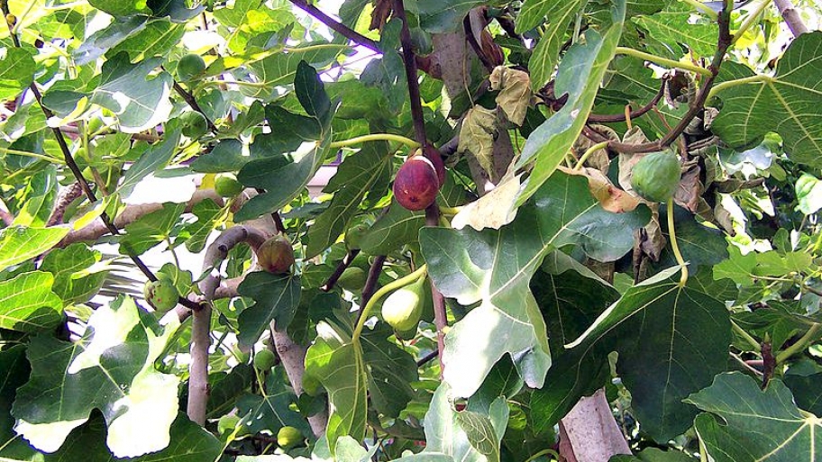 fig tree