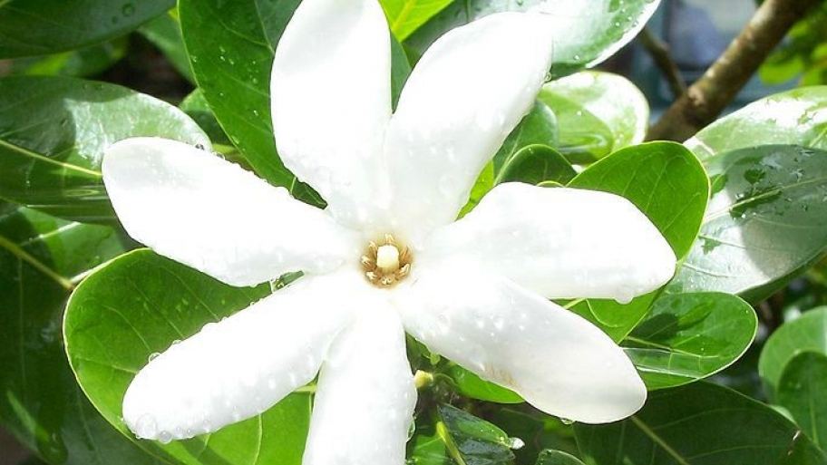 gardenia