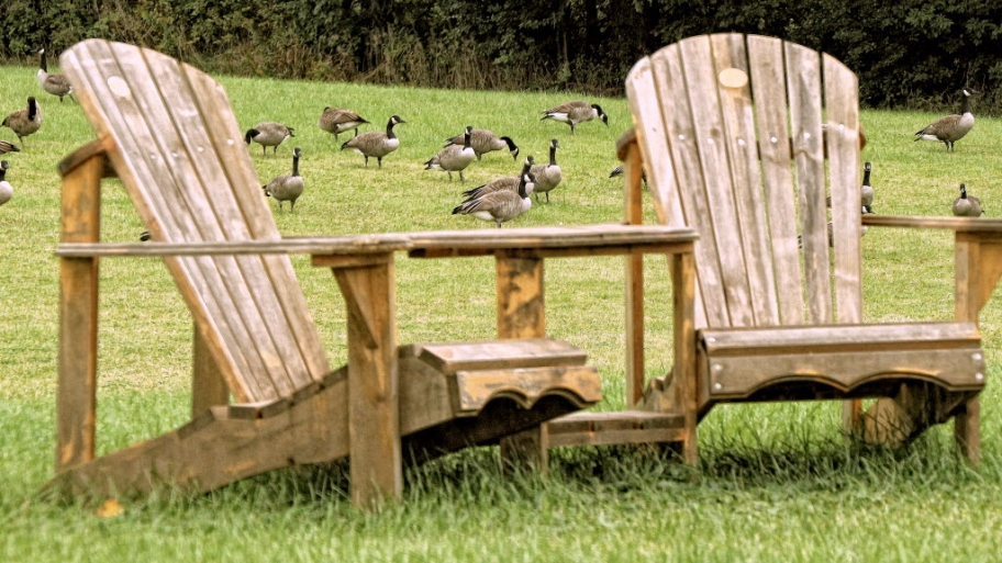Geese
