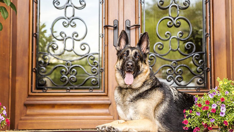 german shepherd sitting on doorstep