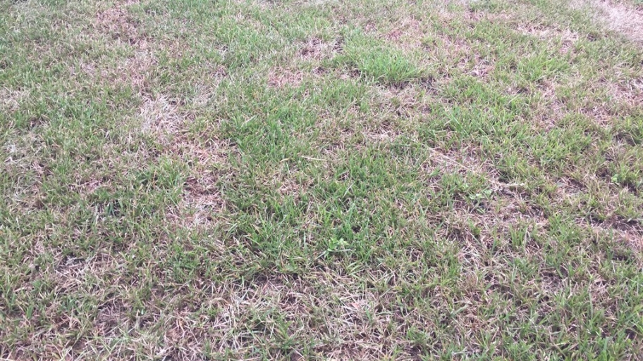Grass