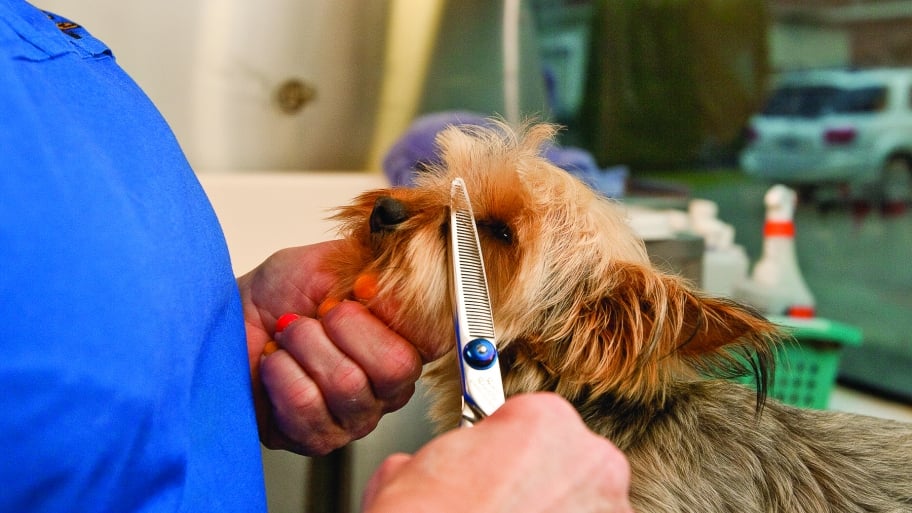 dog getting groomed