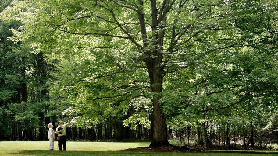 arborist checking tree with homeowner