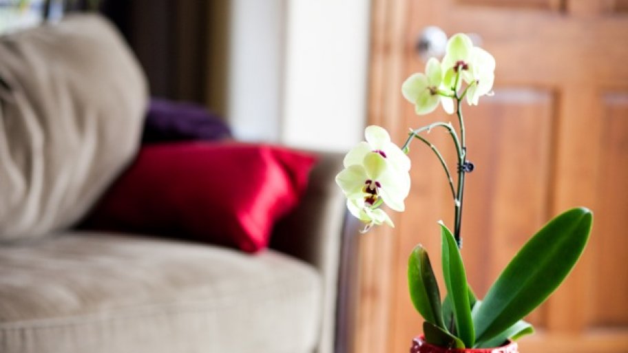 Houseplant