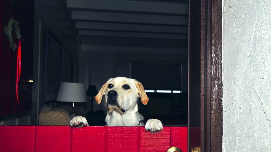 red Dutch door with dog