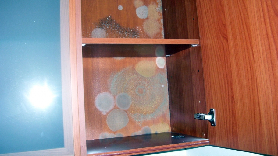 circles of mold growth in wood cabinets