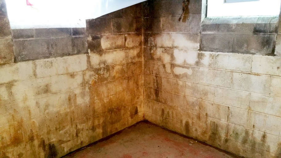 mold on basement walls and floor