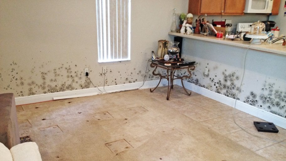 home contaminated with mold