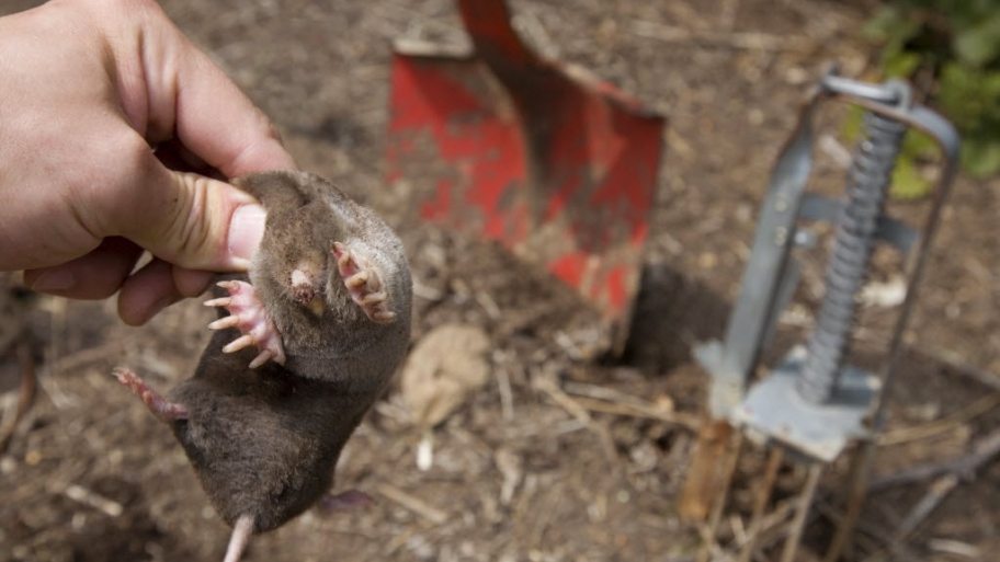 Mole