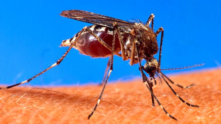 mosquito on arm