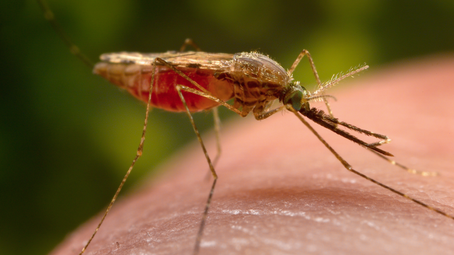 mosquito, west nile virus