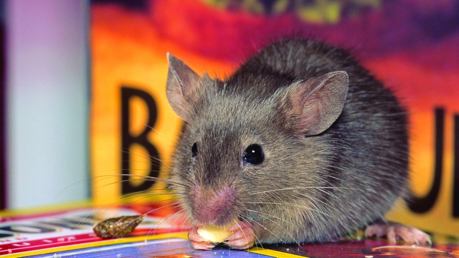 mouse eating seed