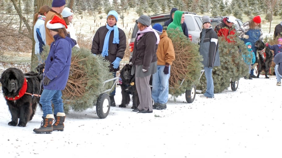 newfoundland dogs pulling carts with christmas trees