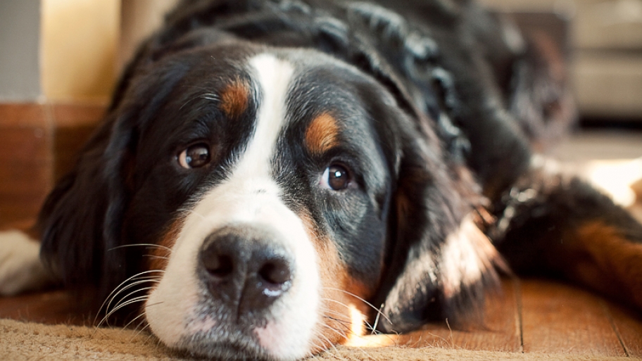 dog looking sad inside