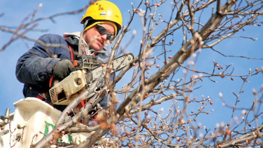 man pruning tree