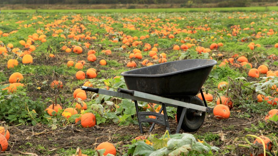 pumpkin patch with wheelbarrow in forefront