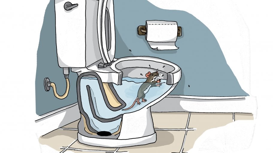 Rat in toilet