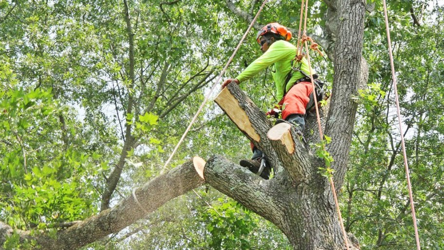 tree trimming