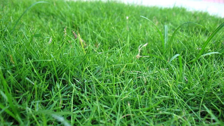 grass lawn