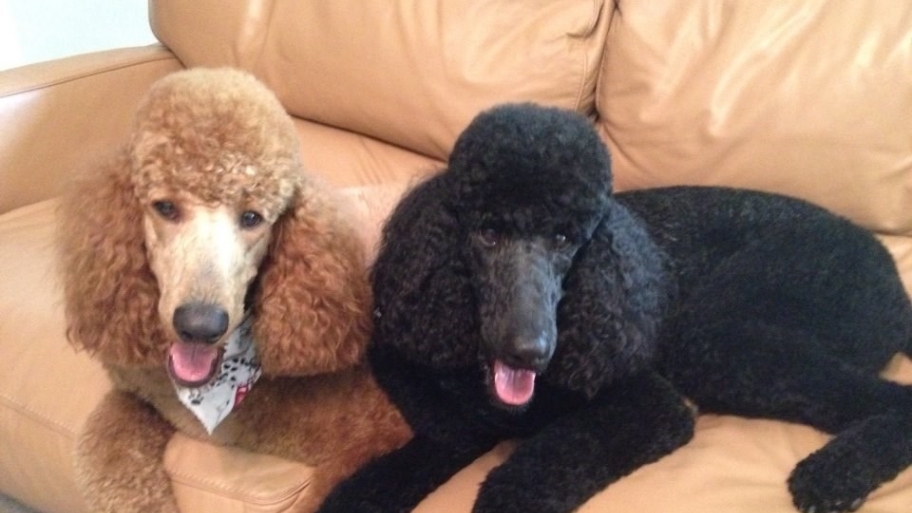 poodles
