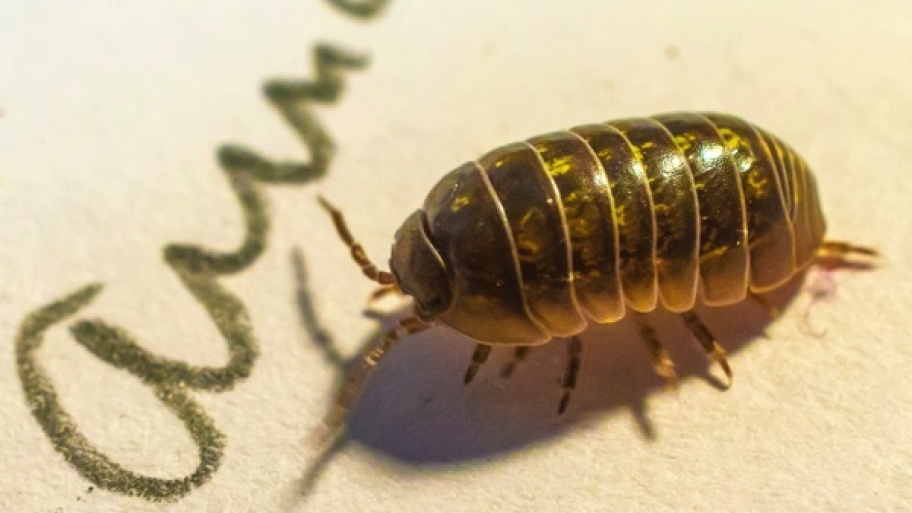 Holy Roly Poly How Do I Get Rid Of Those Pill Bugs Angi