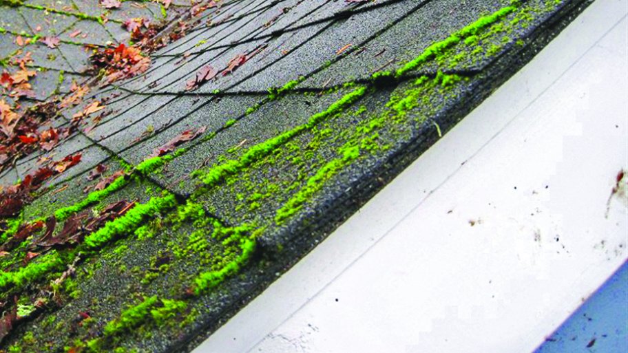 moss on asphalt shingle roof