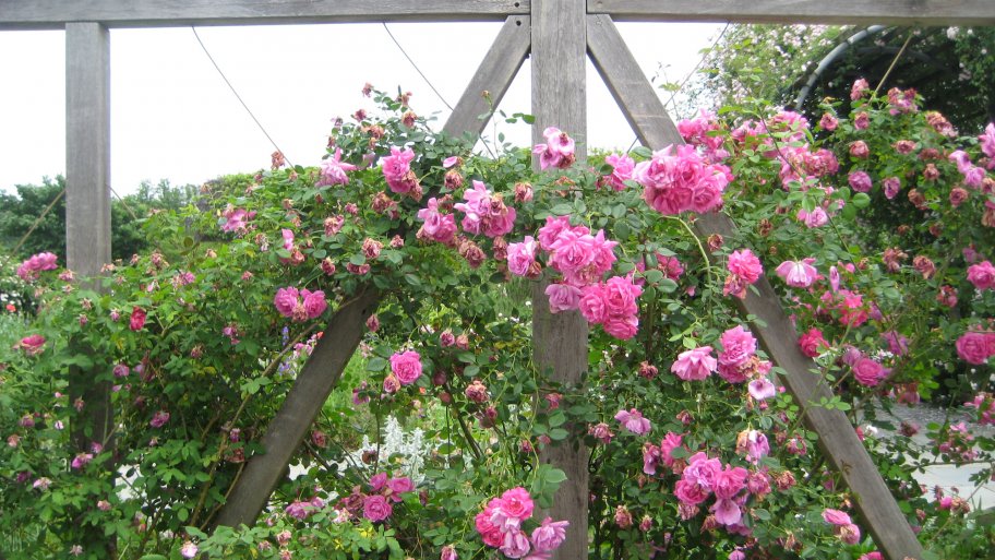 pink roses climbing on wood trellis