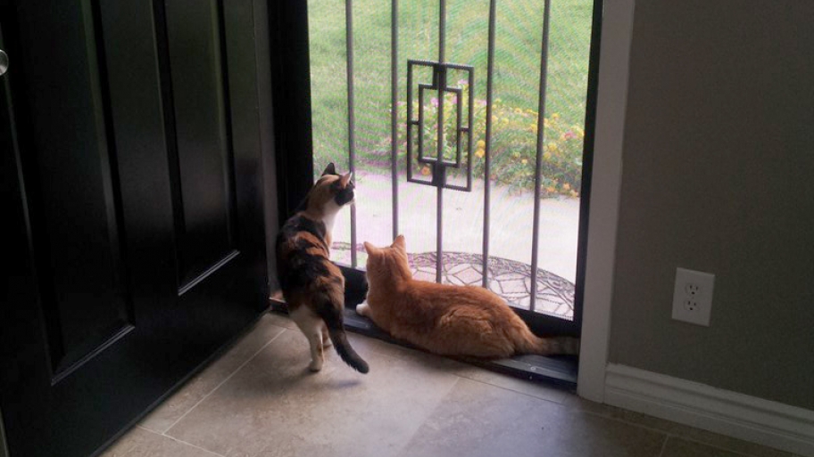 metal screen security door with cats looking outside