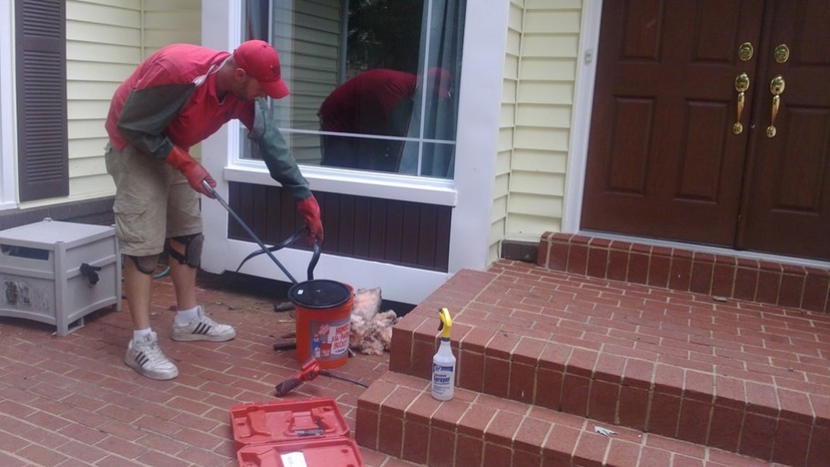 snake removal
