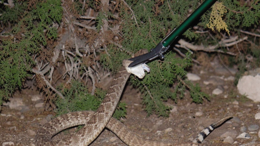 Rattlesnake