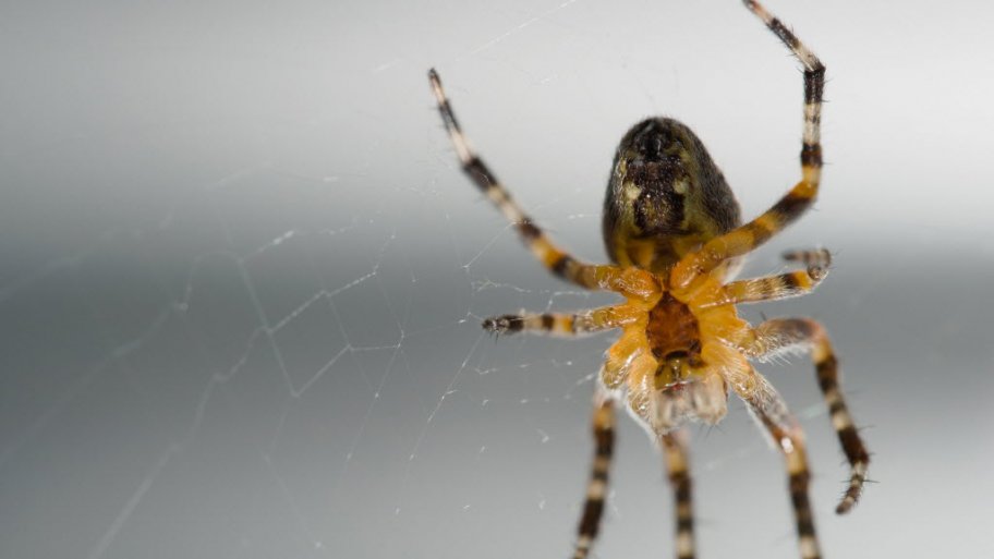 spider on its web